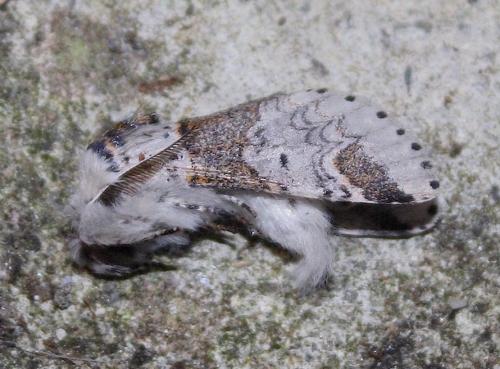 Furcula furcula